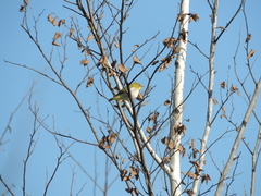 Zosterops erythropleurus