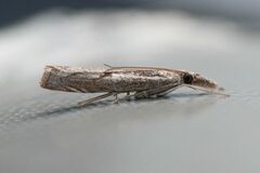 Agriphila geniculea