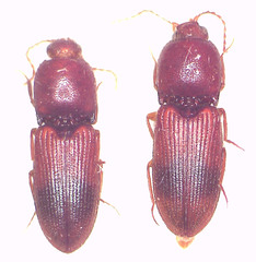 Austrocardiophorus nigrosuffusus