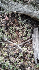 Sedum furfuraceum, photograph (c) Alejandro Gómez Maya, some rights reserved (CC BY)
