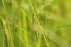 Brachynemurus versutus