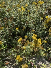 Eriophyllum