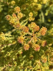 Leucadendron teretifolium
