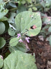 Hylodesmum glutinosum
