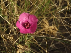 Modiolastrum gilliesii