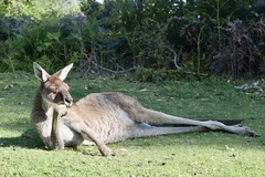 Macropus fuliginosus
