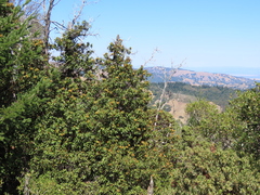 Chrysolepis chrysophylla