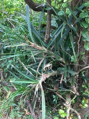 Freycinetia formosana