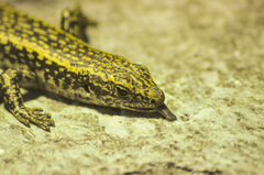 Oligosoma grande
