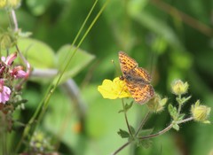 Melitaea