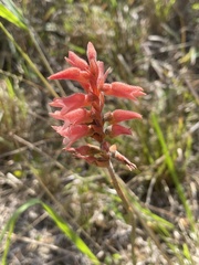 Sacoila lanceolata