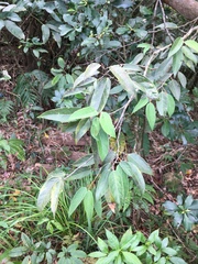 Ficus sarmentosa nipponica