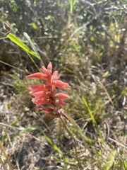 Sacoila lanceolata
