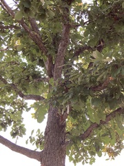 Quercus bicolor