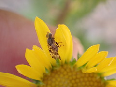 Dioxyna picciola