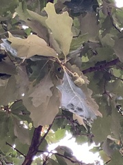 Quercus bicolor