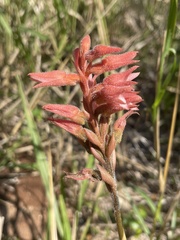 Sacoila lanceolata