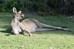Macropus fuliginosus