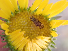Dioxyna picciola
