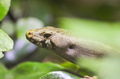 Chevron Skink photo 5
