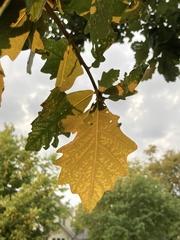 Quercus bicolor