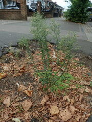 Erigeron floribundus