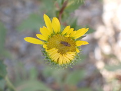 Dioxyna picciola