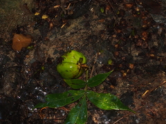 Carya tomentosa