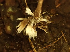 Thelephora penicillata