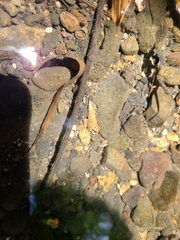 Melanoides tuberculata