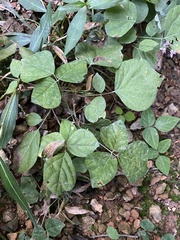 Hylodesmum glutinosum