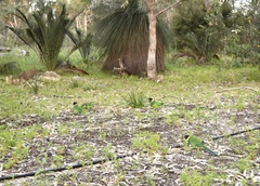 Barnardius zonarius
