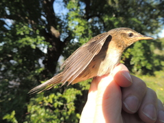 Helopsaltes certhiola