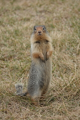 Urocitellus columbianus