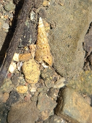 Melanoides tuberculata