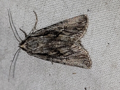 Sympistis mackiei