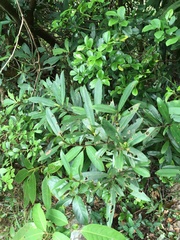 Myrsine seguinii