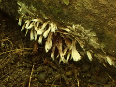 Thelephora penicillata