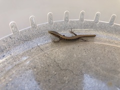 Elgaria multicarinata