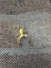 Neosparassus patellatus
