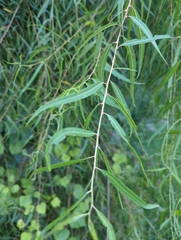Salix nigra