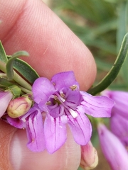 Penstemon