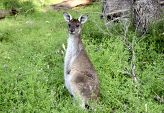 Macropus fuliginosus