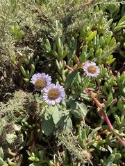 Erigeron glaucus
