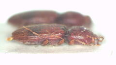 Austrocardiophorus nigrosuffusus