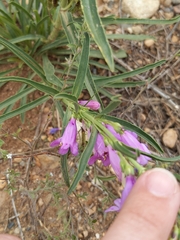 Penstemon
