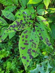 Diplocarpon