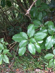 Dendropanax dentiger