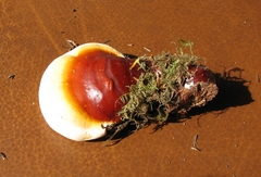 Ganoderma
