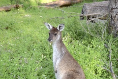 Macropus fuliginosus